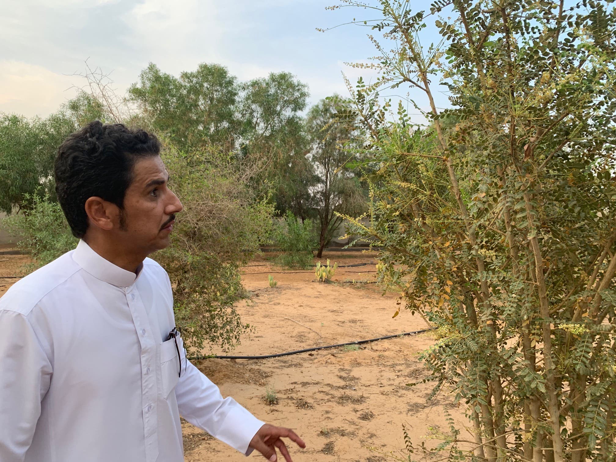 سعودي ينجح بزراعة شجرة البخور وكالة سوا الإخبارية
