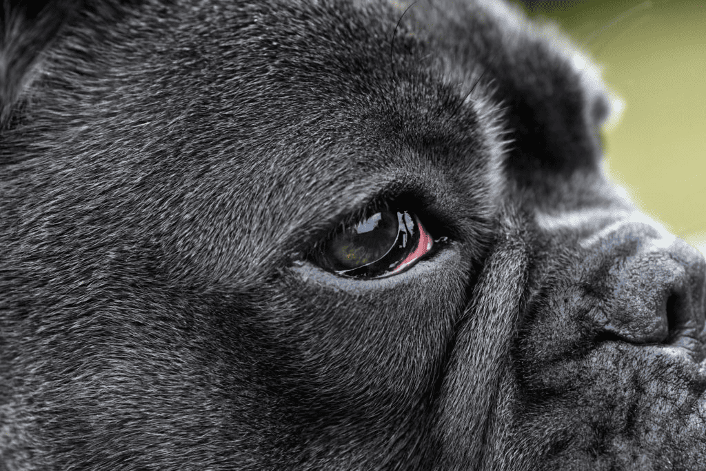 Cherry Eye In French Bulldogs Causes Symptoms And Treatment Options