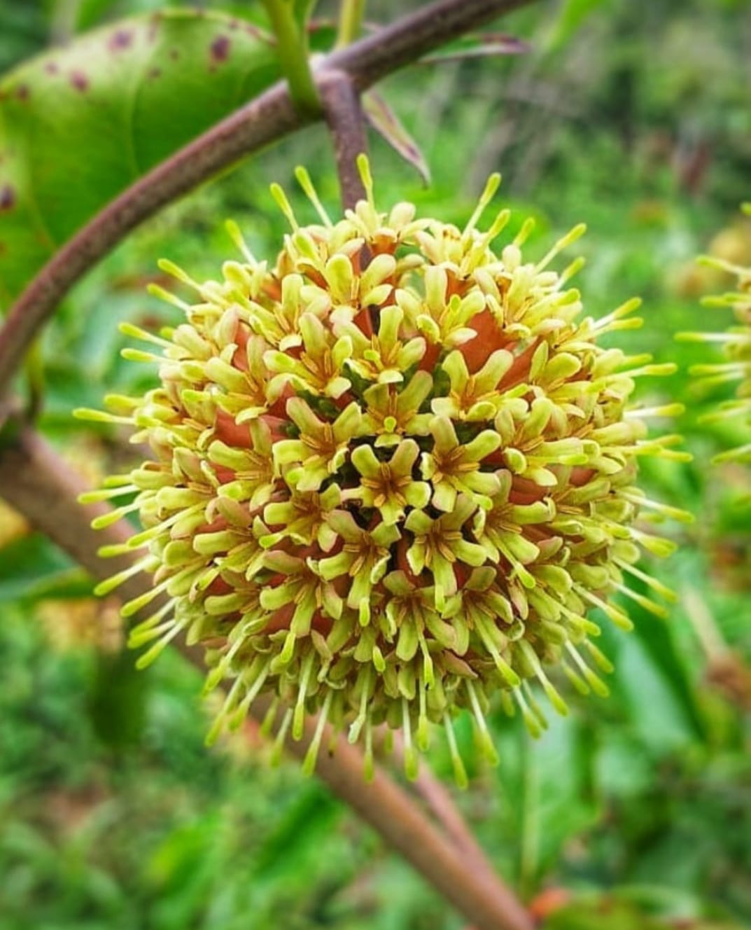 5 Manfaat Gambir yang Mampu Mengatasi Masalah Kecantikan Wajah