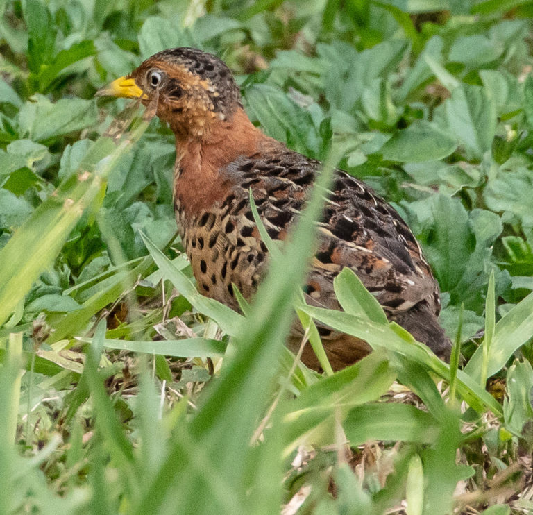 RedBacked Button Quail Paluma our village in the mist