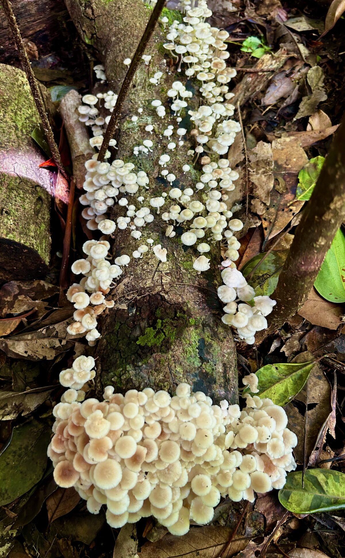 More Wet Season Mushrooms…… Paluma our village in the mist