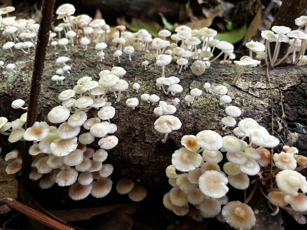 More Wet Season Mushrooms…… Paluma our village in the mist