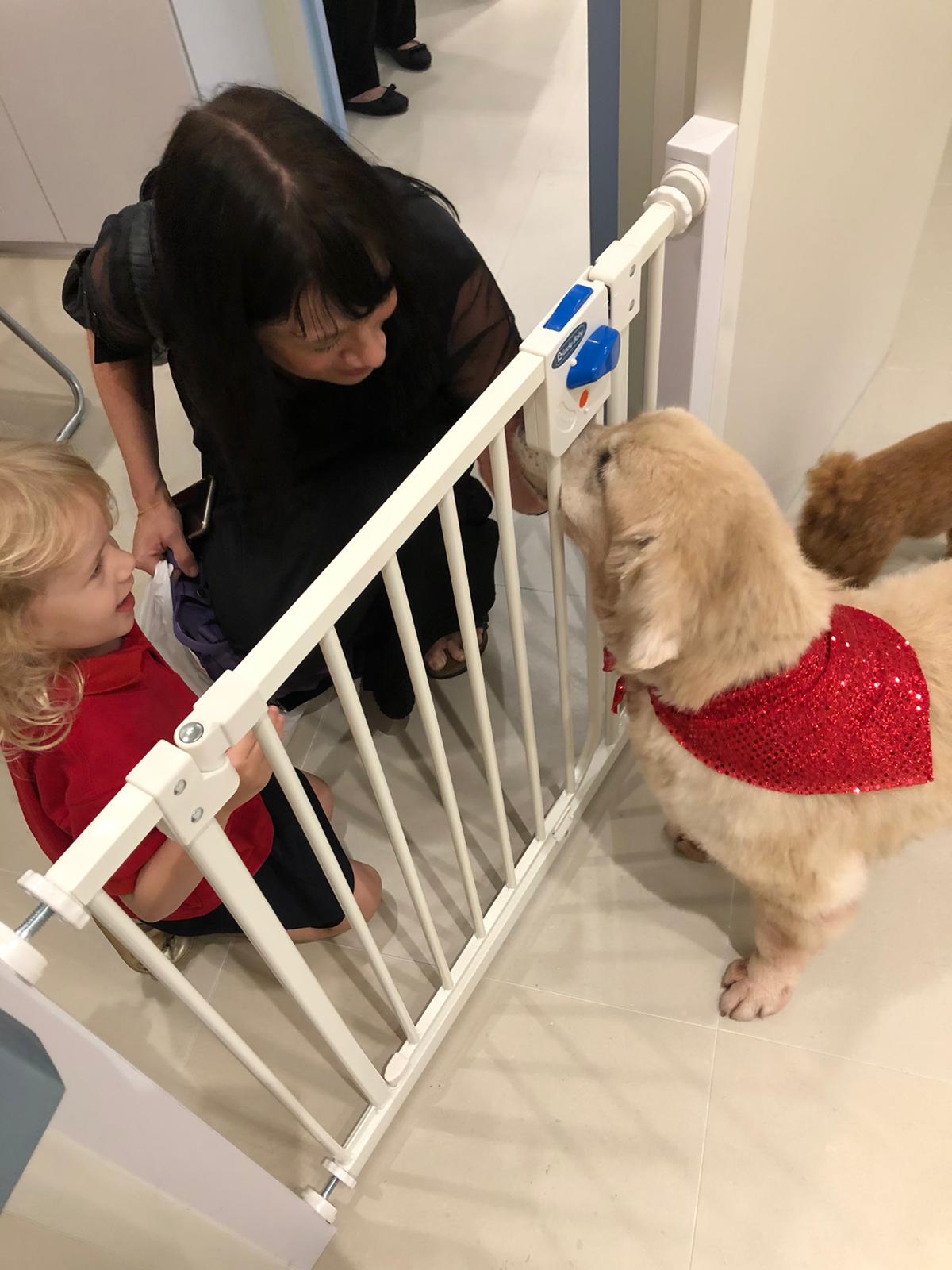 Best Dog Boarding in Singapore Pampered Pets Star Vista