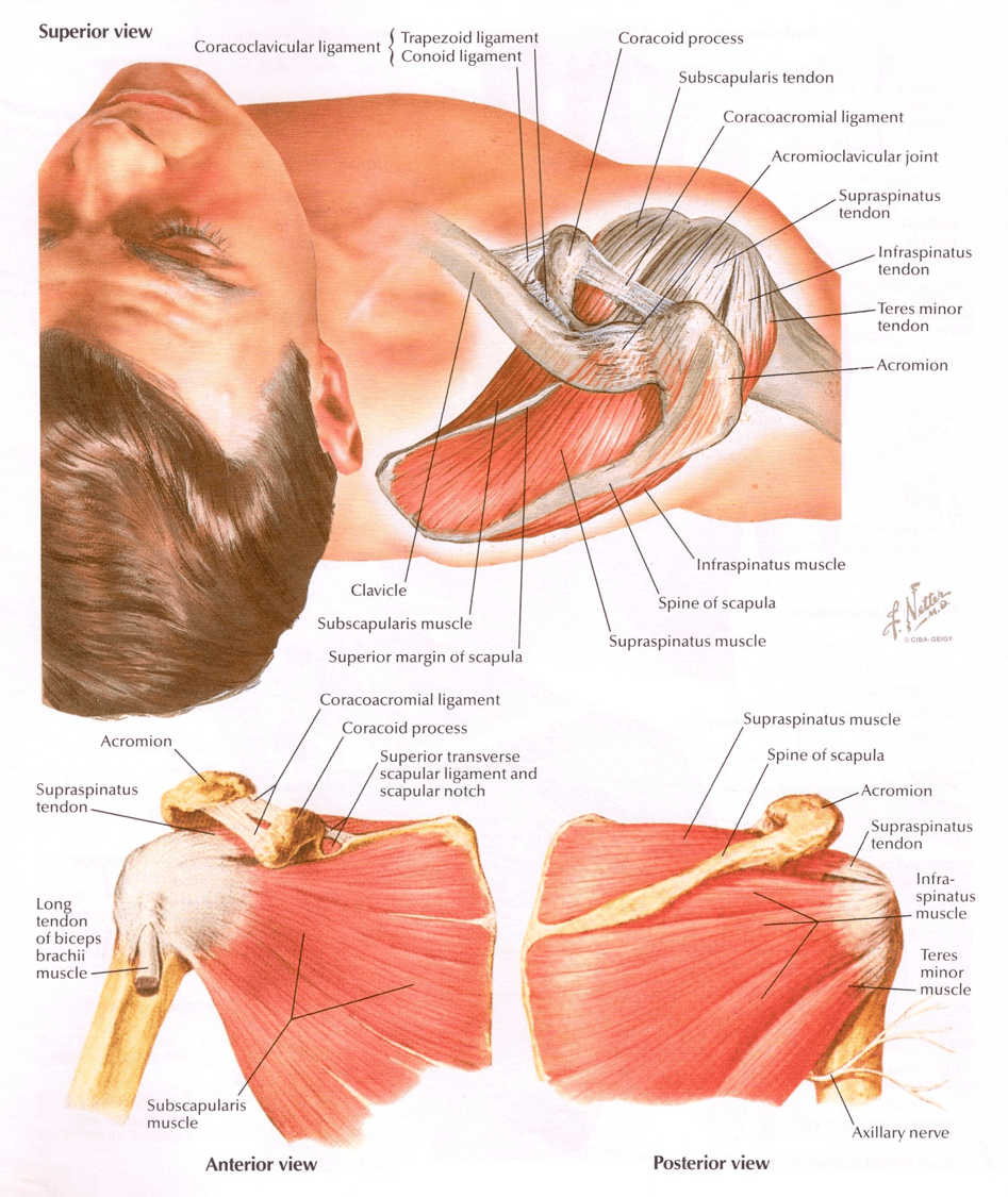 50 Rotator Cuff Injuries PAINE Podcast and Medical Blog