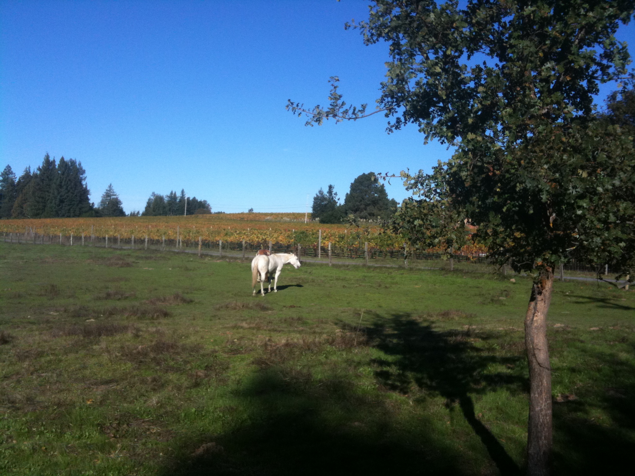 Is it Sonoma County Horse Property? Or is it HorseAble? What matters