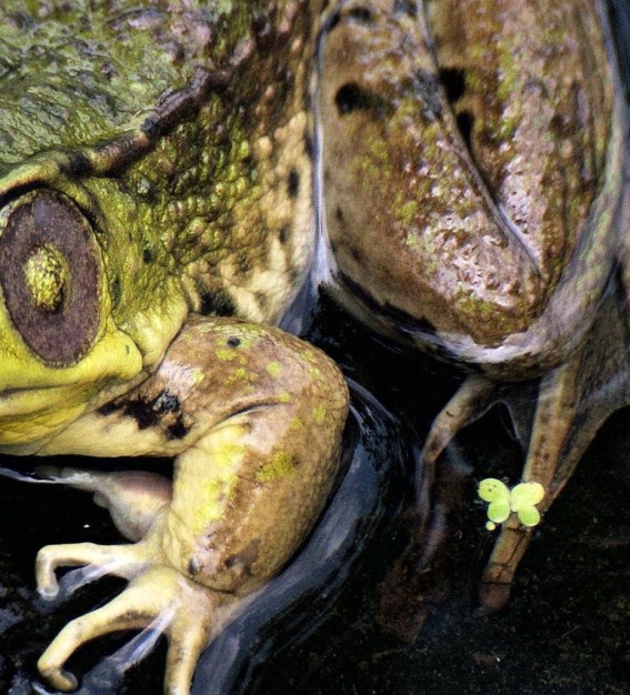 Amphibian or Reptile Can you tell the difference