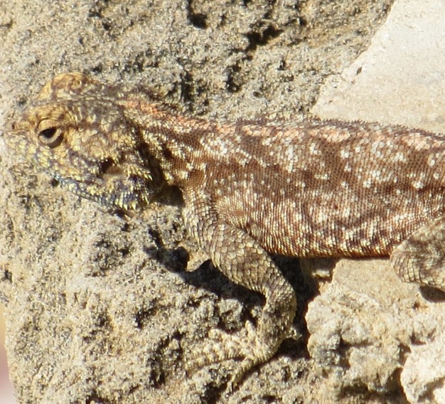 Amphibian or Reptile Can you tell the difference