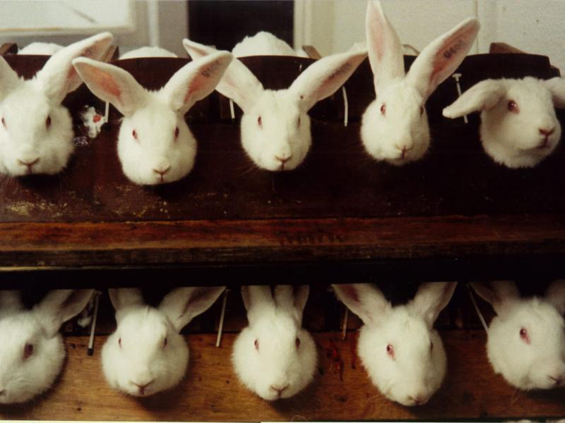 Animal Testing On Rabbits