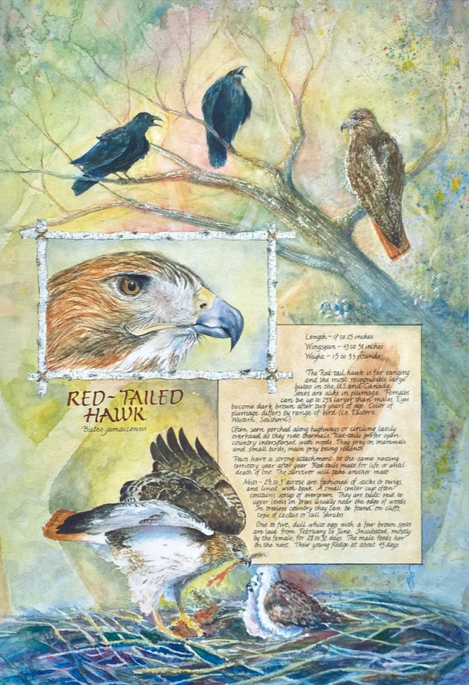 Red-tailed hawk montage watercolor showing 3 different scenes with the hawk: on next with chicks, head shot and in a tree being pestered by 2 crows created by pam johnson brickell