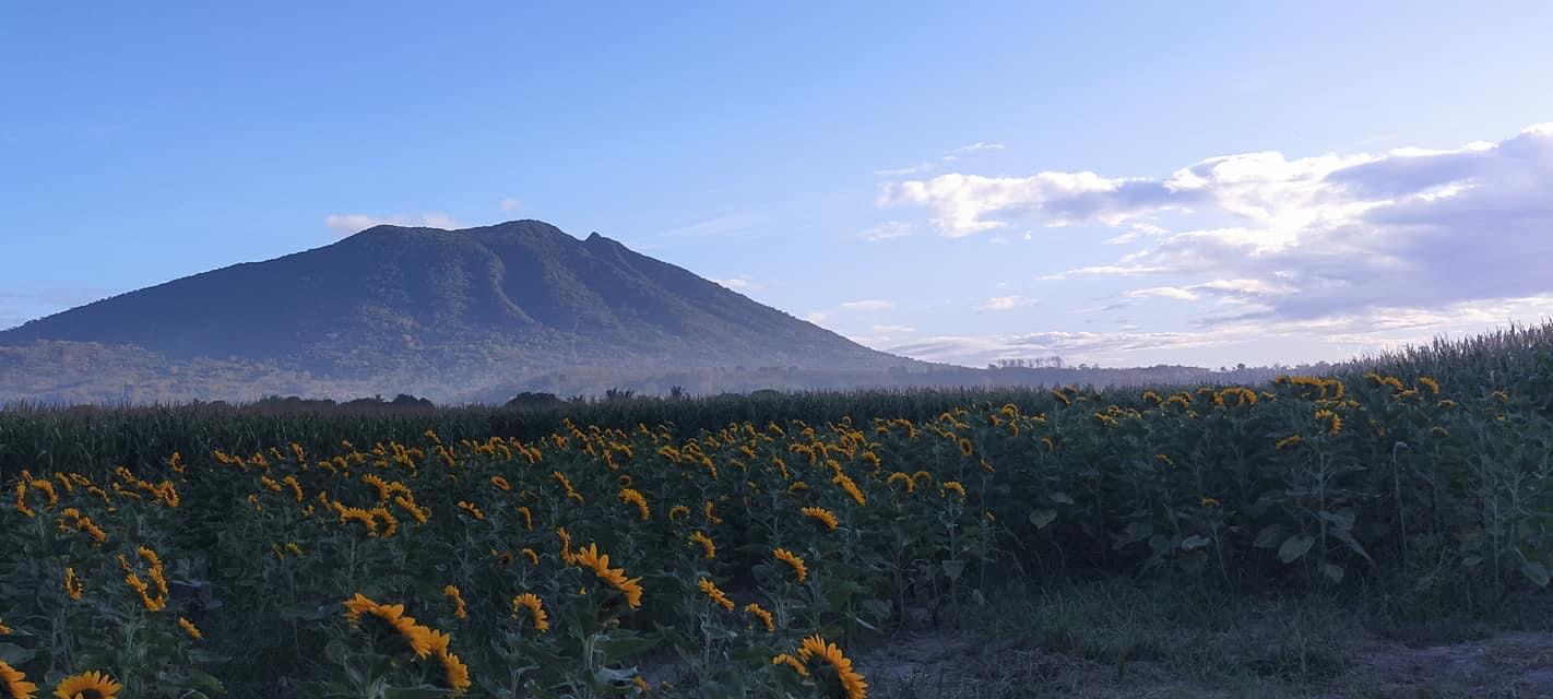 Color your IG feed with these astonishing sunflowers in Arayat