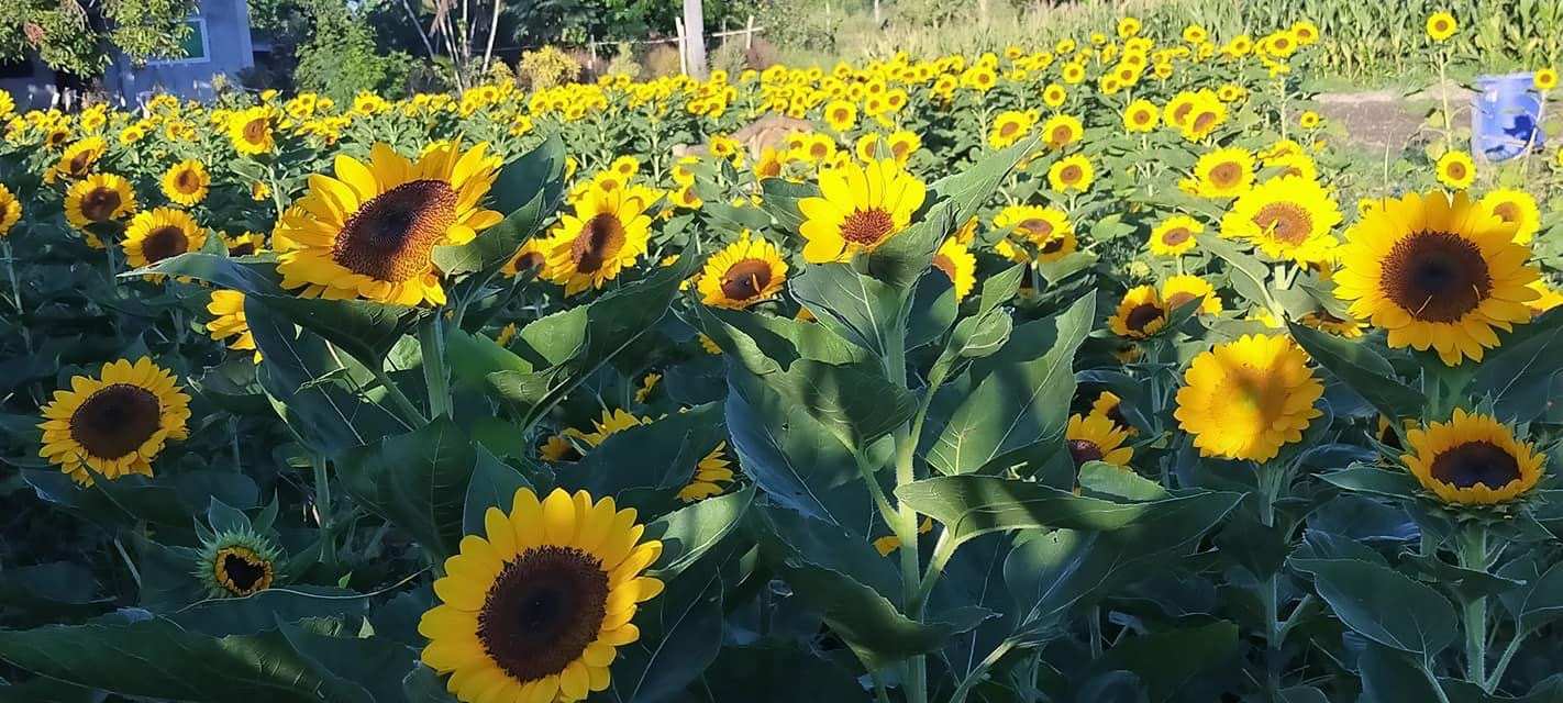 Color your IG feed with these astonishing sunflowers in Arayat
