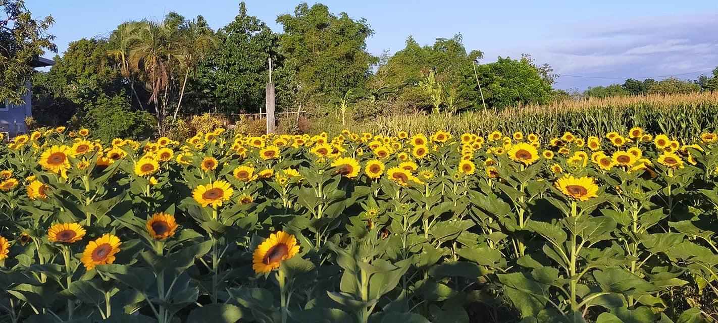 Color your IG feed with these astonishing sunflowers in Arayat