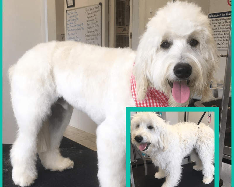 Pampered Pet Grooming Hanover, PA