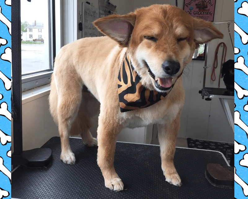 Pampered Pet Grooming Hanover, PA