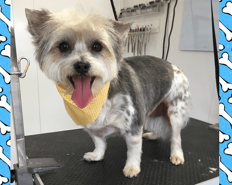 Pampered Pet Grooming Hanover, PA