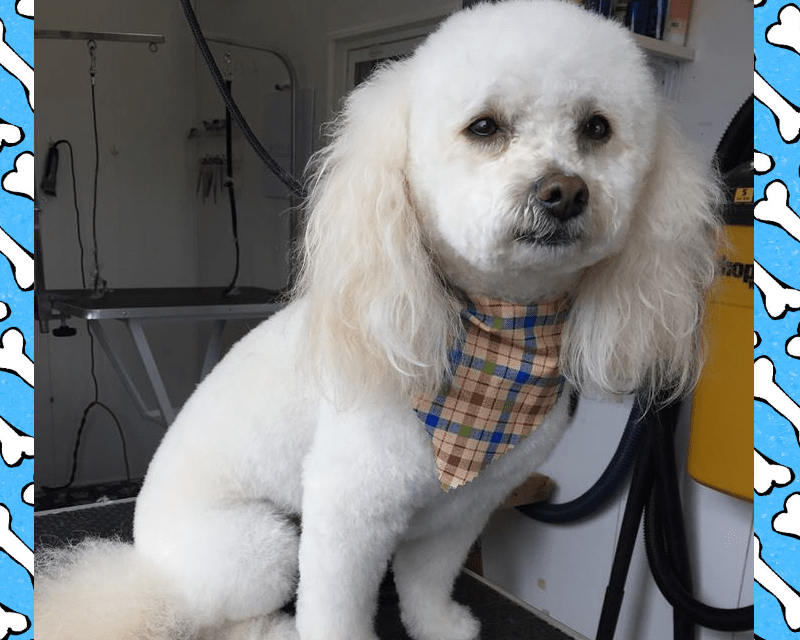 Pampered Pet Grooming Hanover, PA