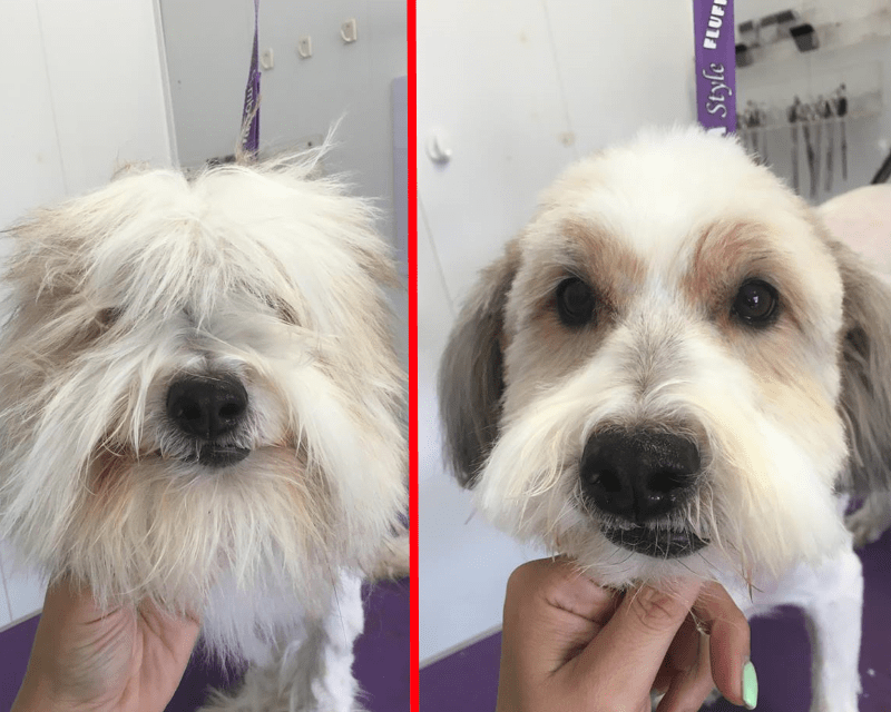 Pampered Pet Grooming Hanover, PA