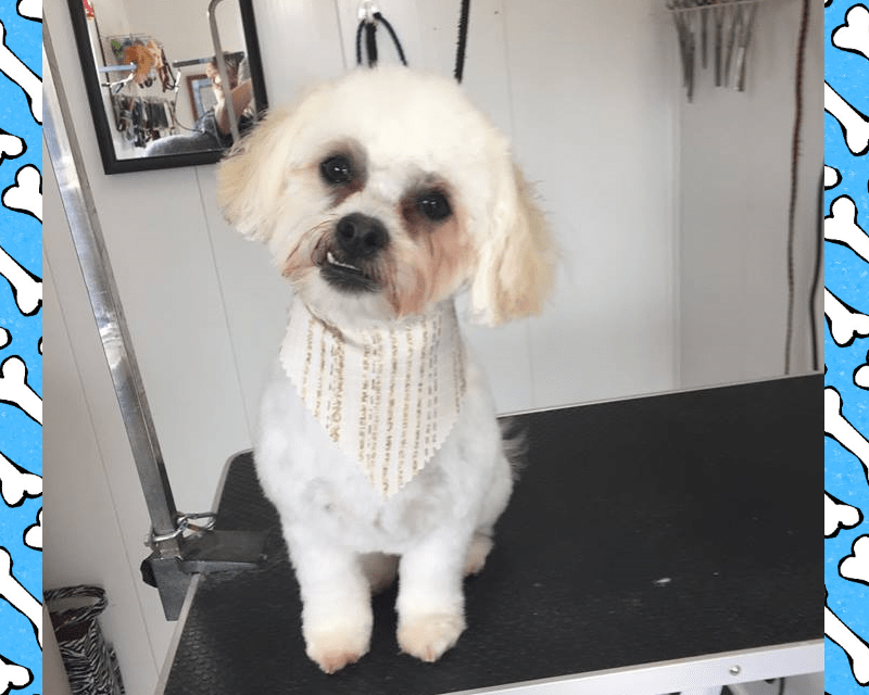 Pampered Pet Grooming Hanover, PA