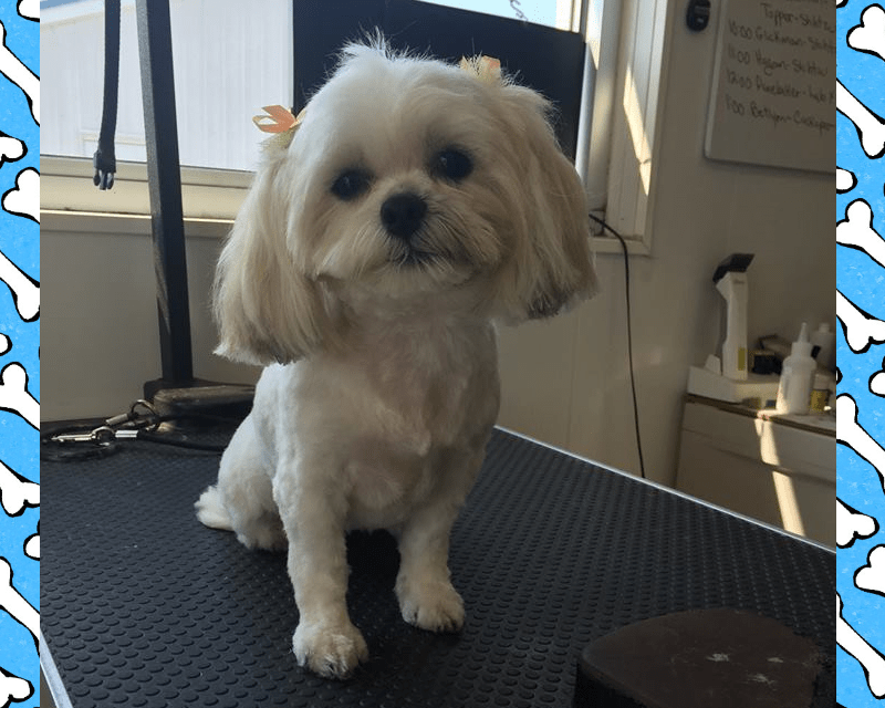 Pampered Pet Grooming Hanover, PA