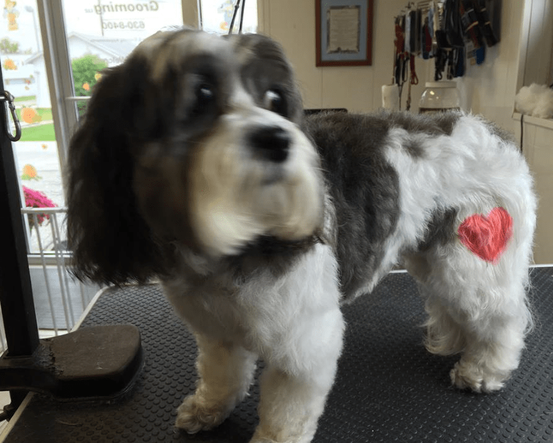 Pampered Pet Grooming Hanover, PA