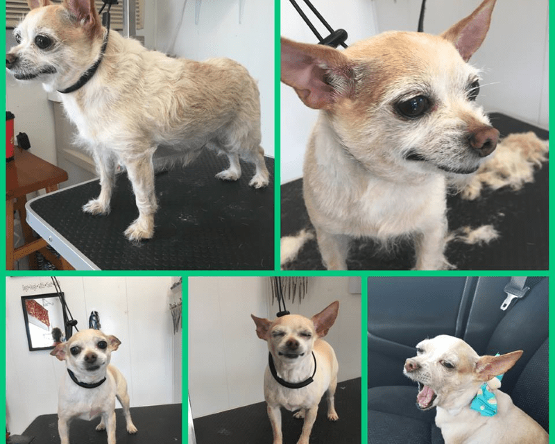 Pampered Pet Grooming Hanover, PA