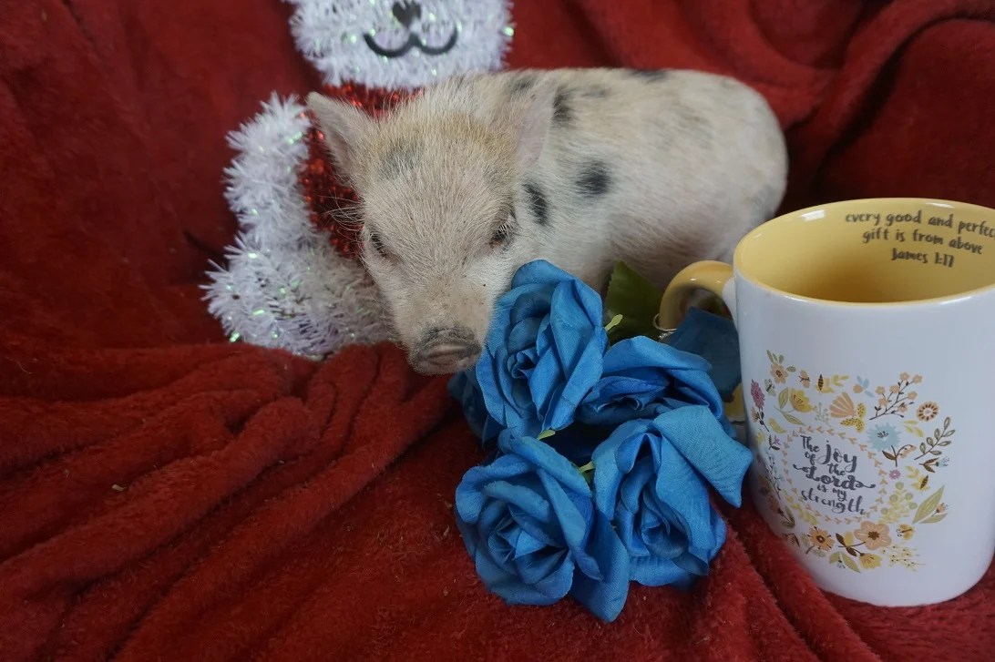 Teacup pigs for sale Teacup Pigs