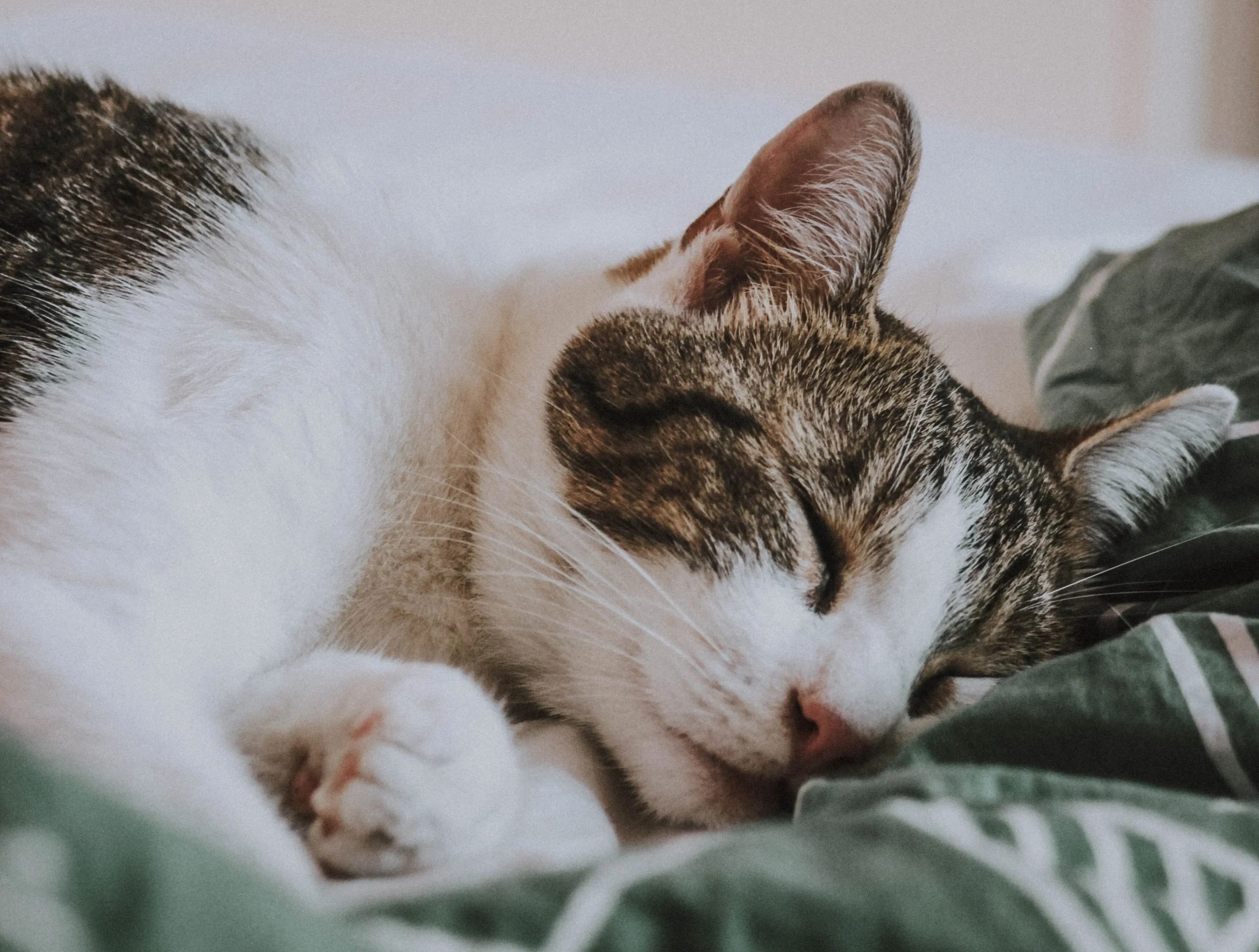 Dónde debe dormir mi gato Pampermut Blog