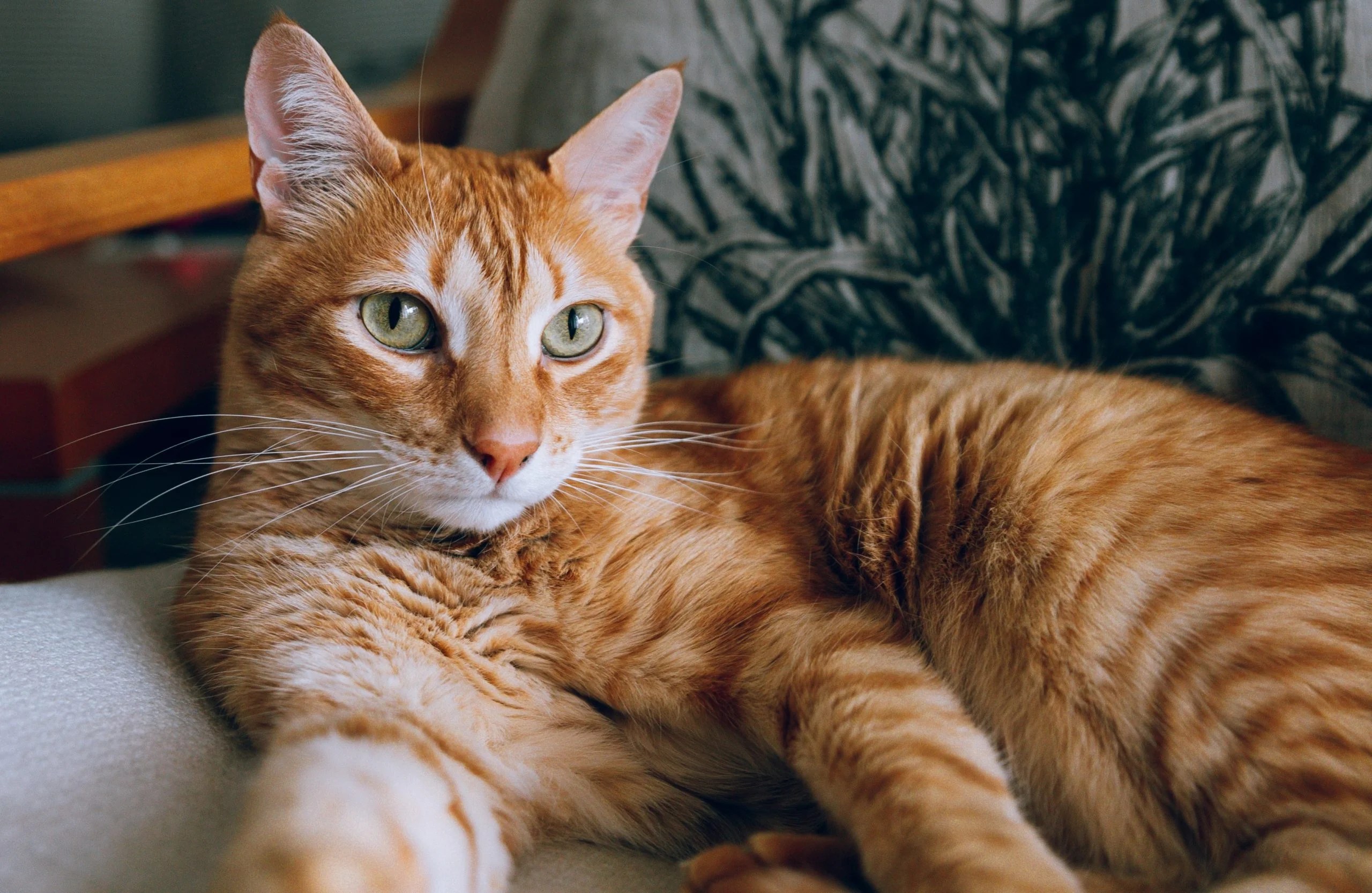 El celo en las gatas fases y duración Pampermut Blog