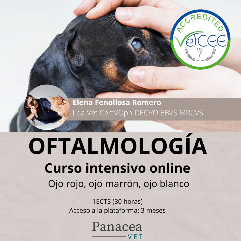 Corneal ulcer in dogs and cats. Types and treatments