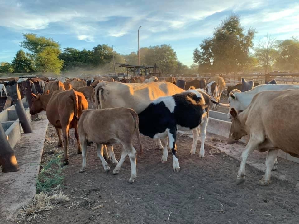 Zimbabwe Association Of Dairy Farmers To Launch Local Heifer Dairy