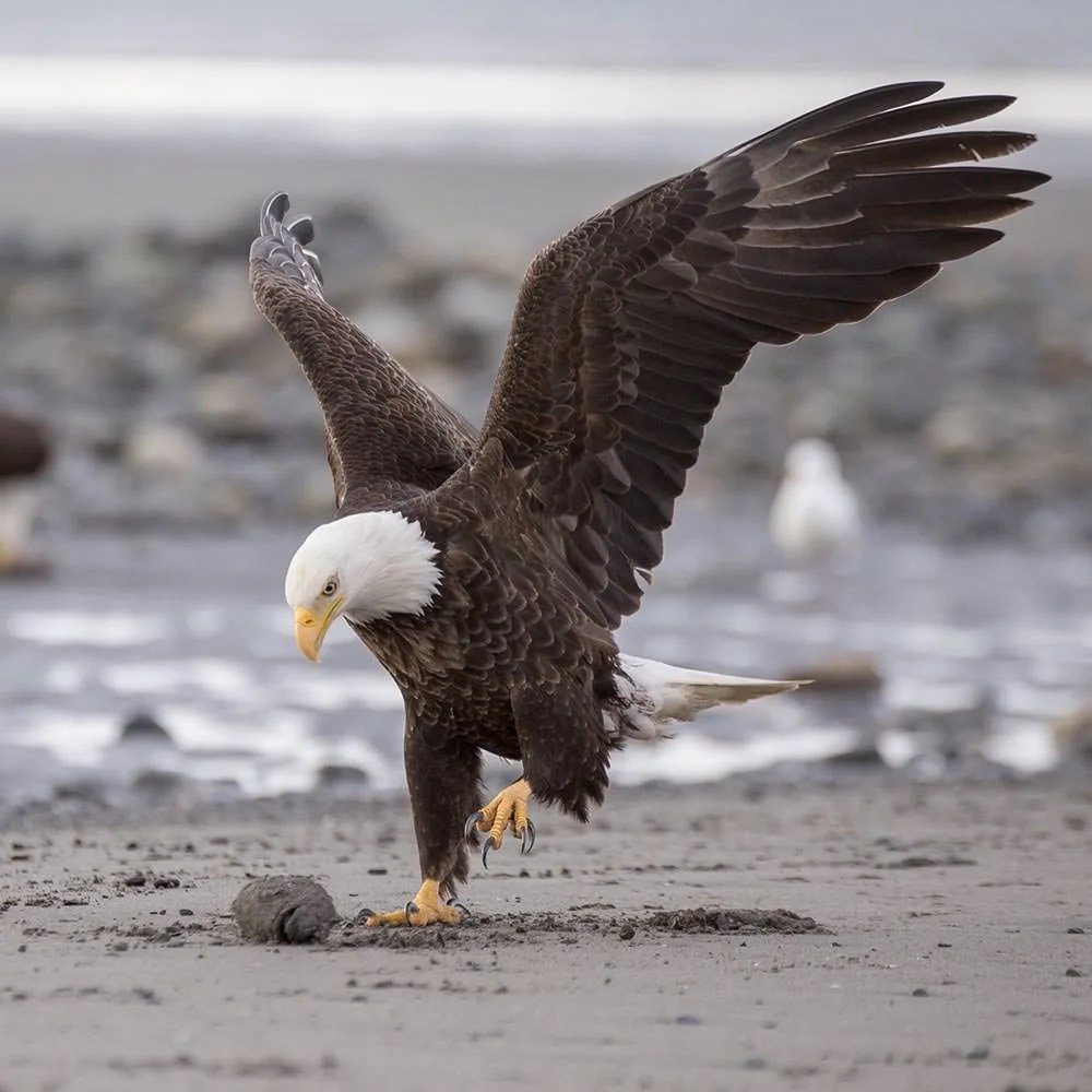 Bald Eagle—Anchor Point