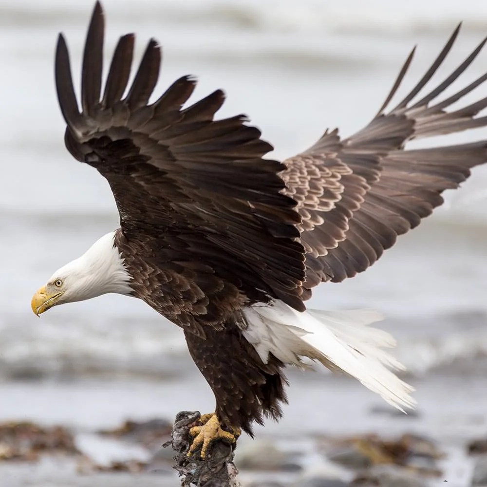 Bald Eagle—Anchor Point