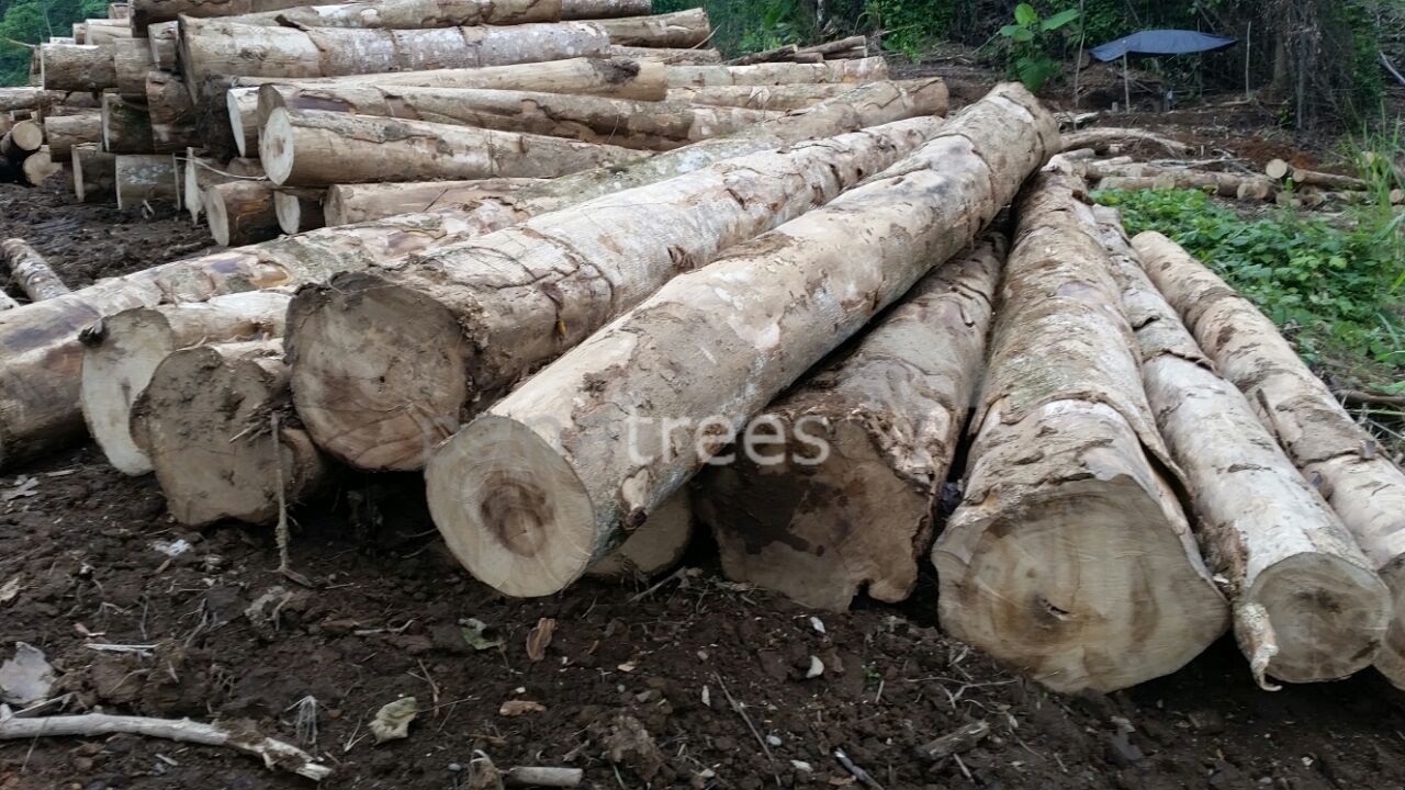 Gmelina, Melina, Gamar, Gamari Gmelina arborea Panatrees Hansa