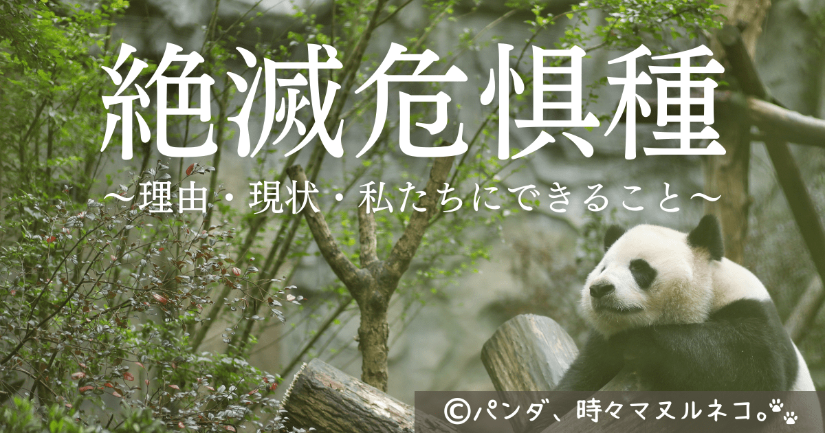 パンダはなぜ絶滅危惧種になったの？原因や解除までの経緯を詳しく解説