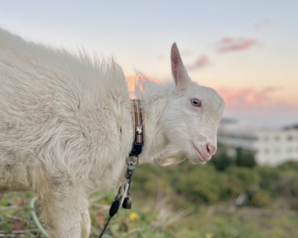 「えっ、ヤギが草刈りするの!?」レンタル除草サービス癒し系『草刈りヤギちゃん』が本格始動！ どうぶつのこと。～動物の動画や雑学が毎日