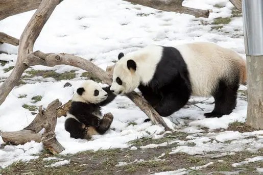 How Long Do Pandas Live? Panda Things