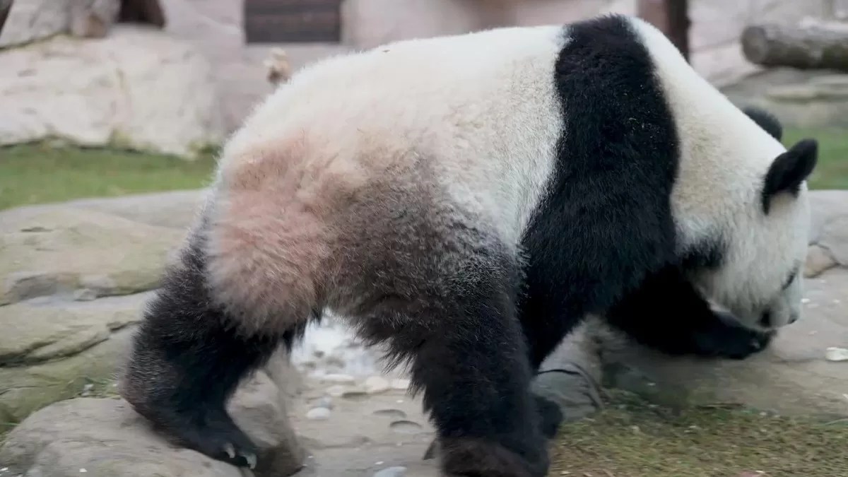 Do Pandas Have Tails? Pandatribe
