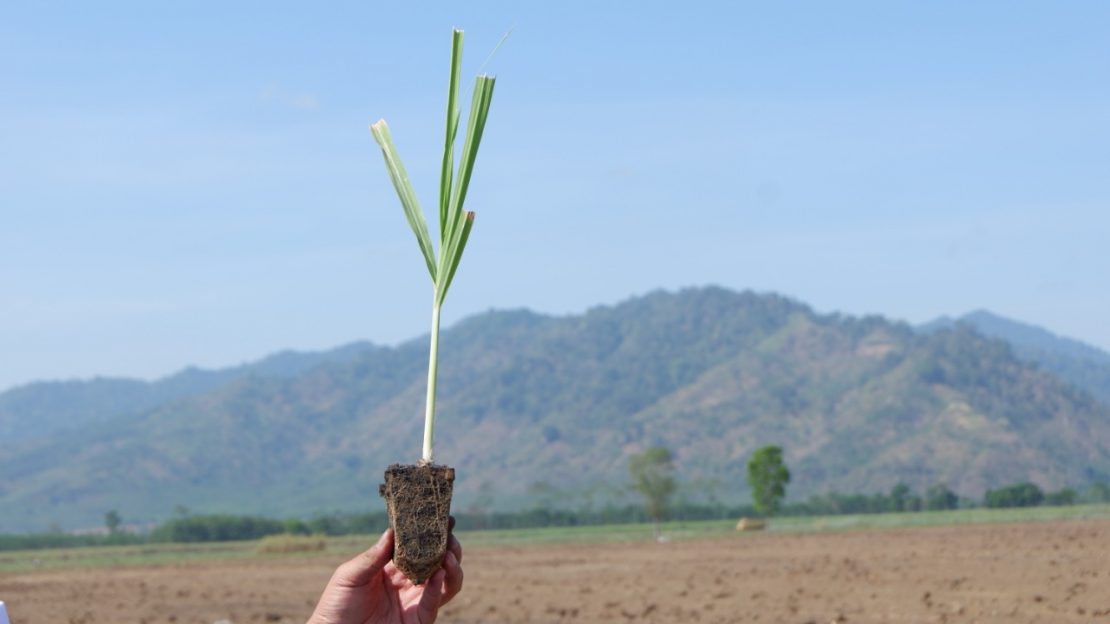 Apa Itu Reduktan? Pandawa Agri Indonesia Apa Itu Reduktan? Pandawa Agri Indonesia