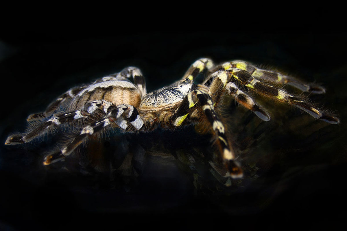 Predator and Prey Exotics Locally Owned Exotic Pet Store in