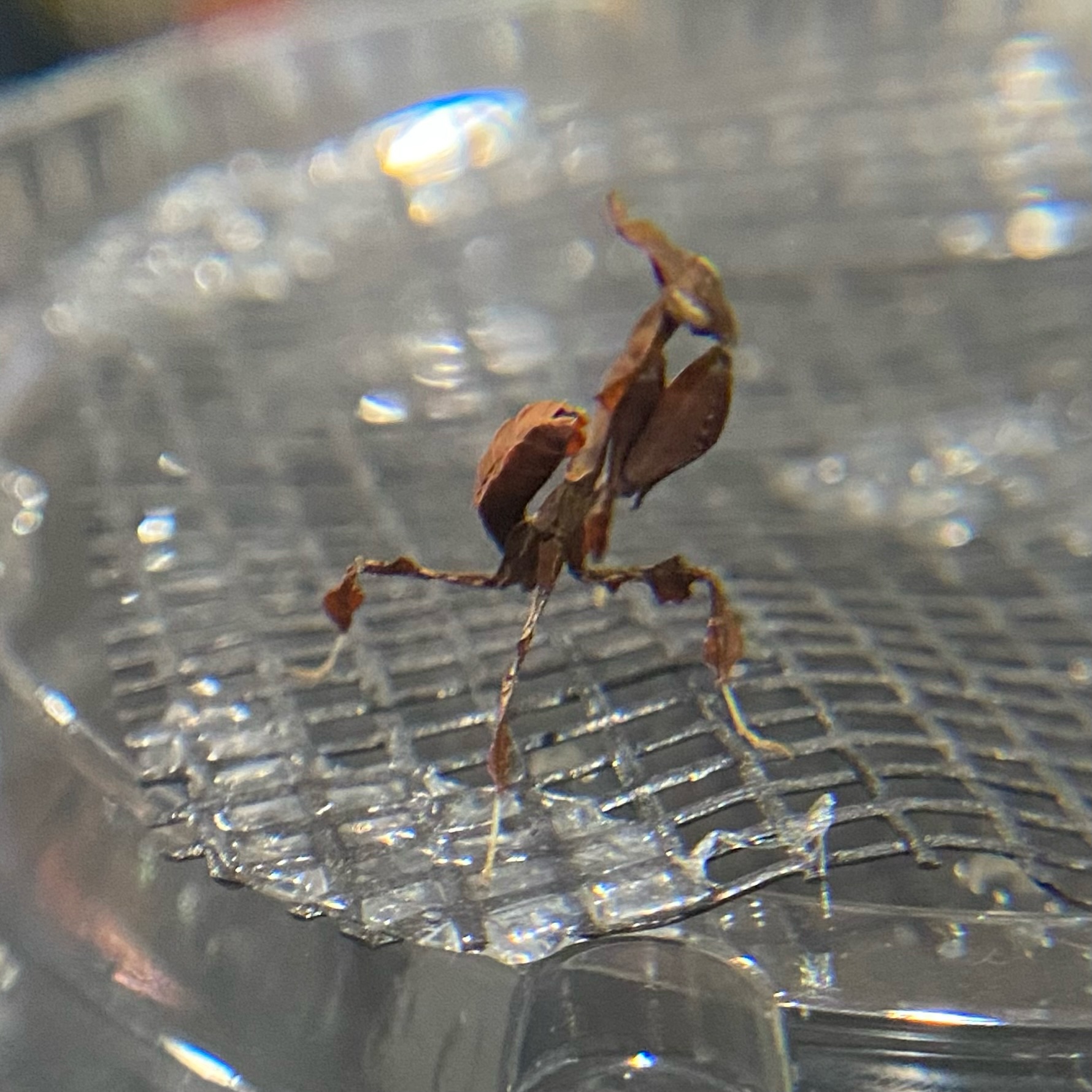 Ghost Mantis (P. paradoxa) Predator and Prey Exotics