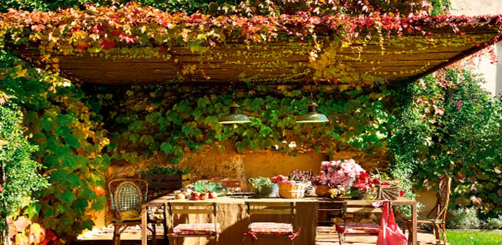 Estas Son Las Plantas Perfectas Para Cubrir Una Malla En Tu
