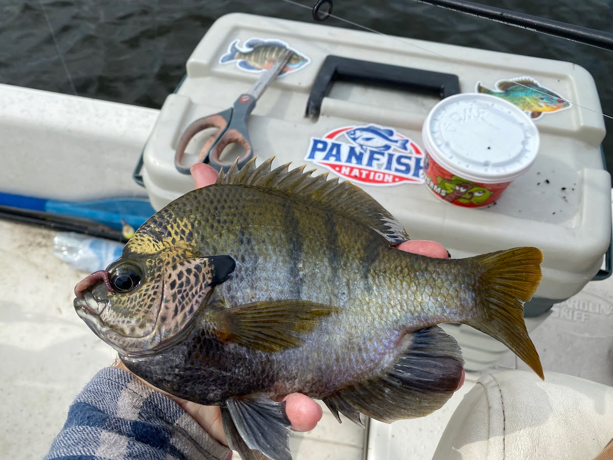 Coppernose Bluegills How They’re Different from Common Bluegill
