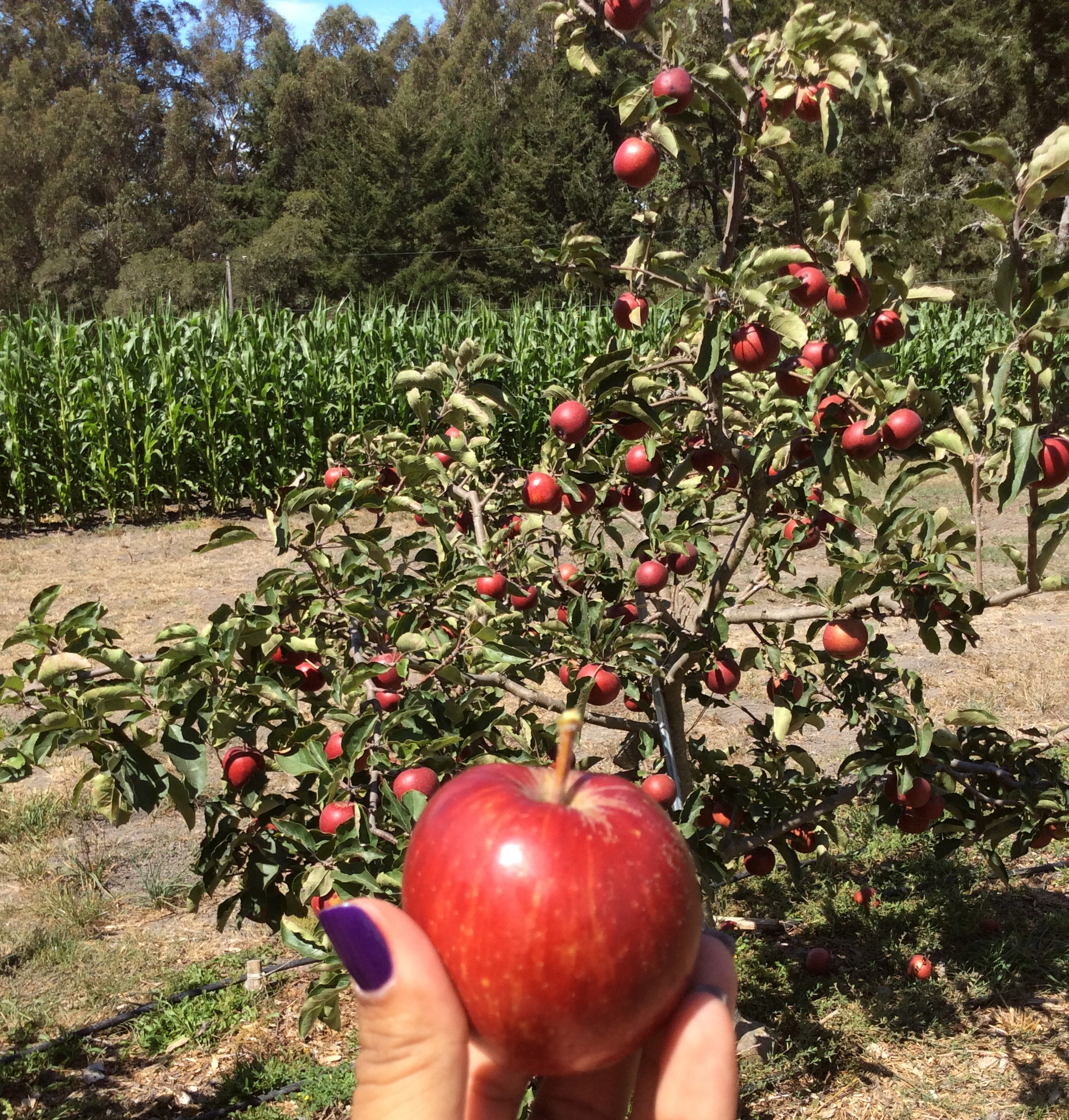 Will biggest danger from global warming be the change in diets
