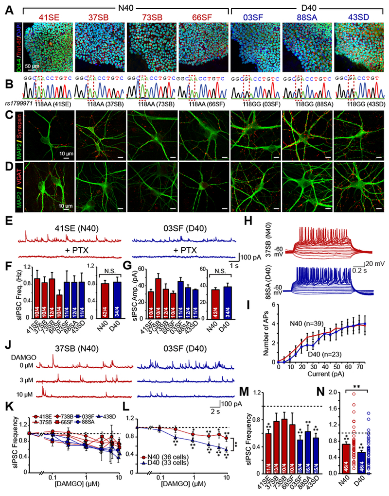 Pang Lab Mechanisms of synaptic regulation From stem cell to the brain