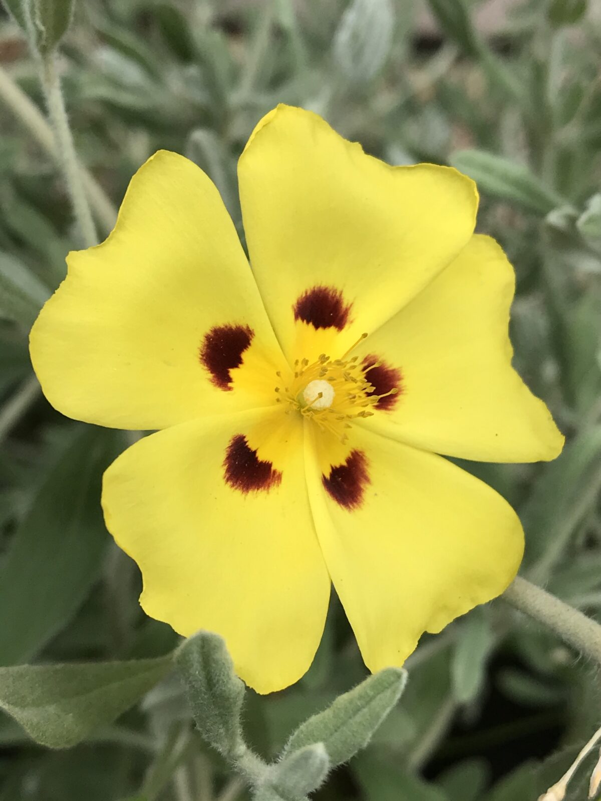 Halimium lasianthum subsp. formosum ‘Sandling’ Pan Global Plants