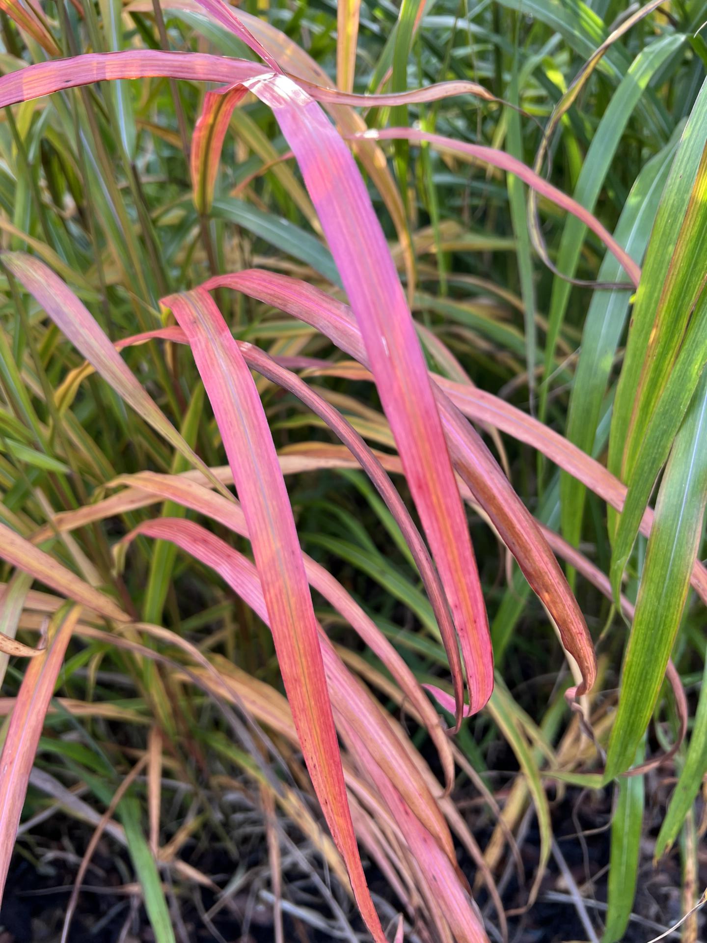 Miscanthus sinensis ‘Ghana’ Pan Global Plants