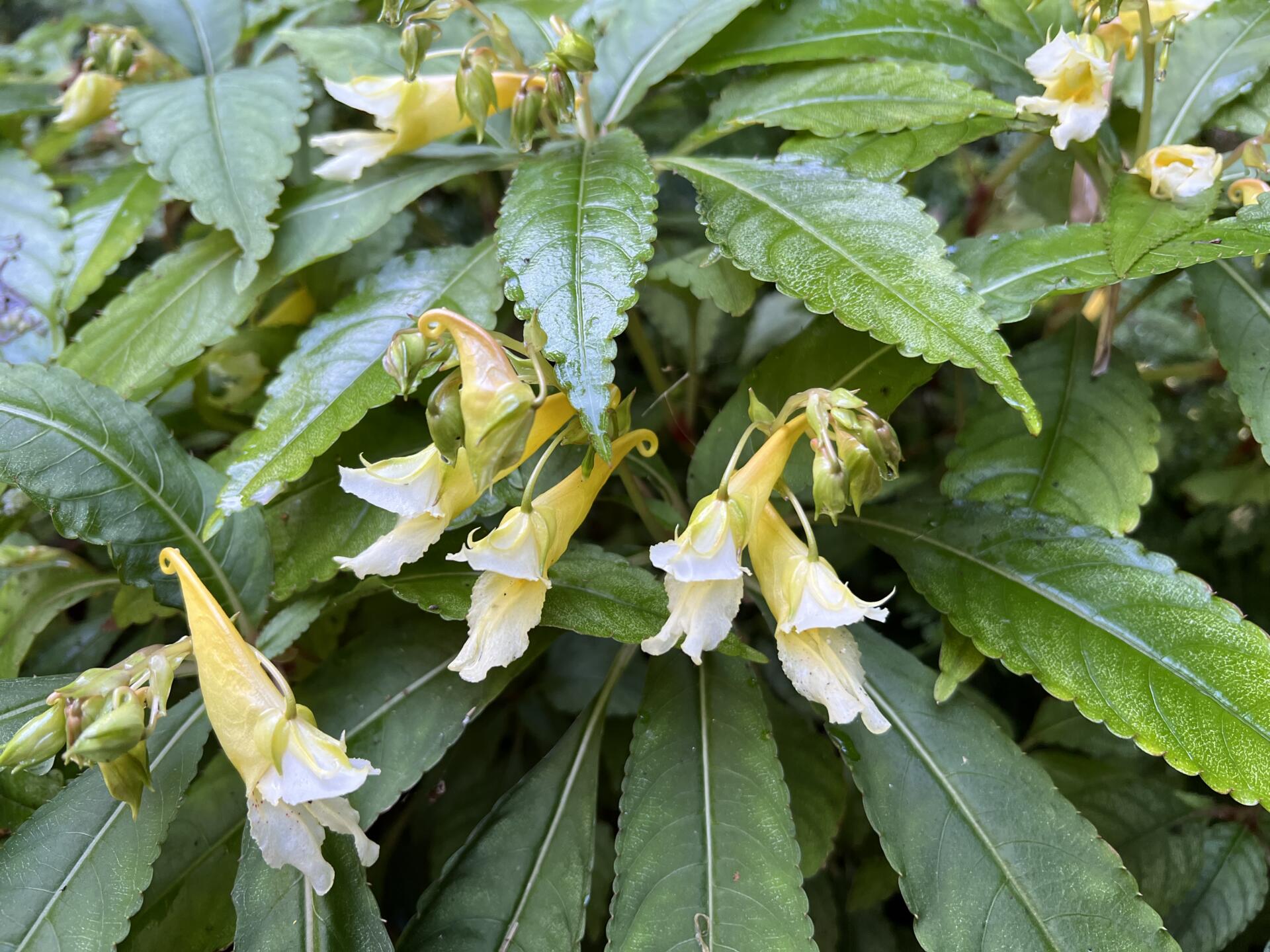 Impatiens omeiana ‘Ice Storm’ Pan Global Plants