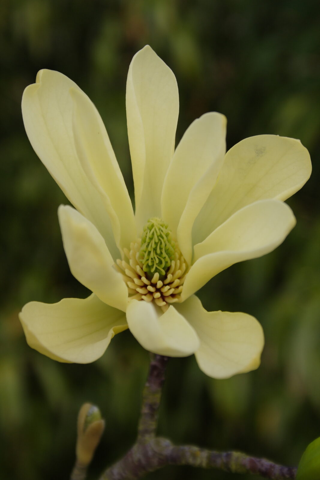 Magnolia ‘Butterflies’ Pan Global Plants
