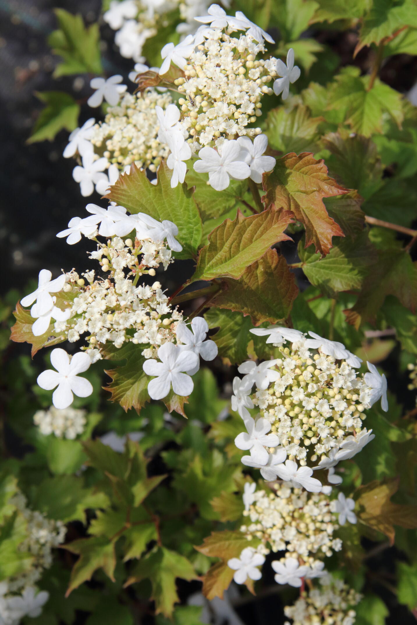 Viburnum opulus Pan Global Plants