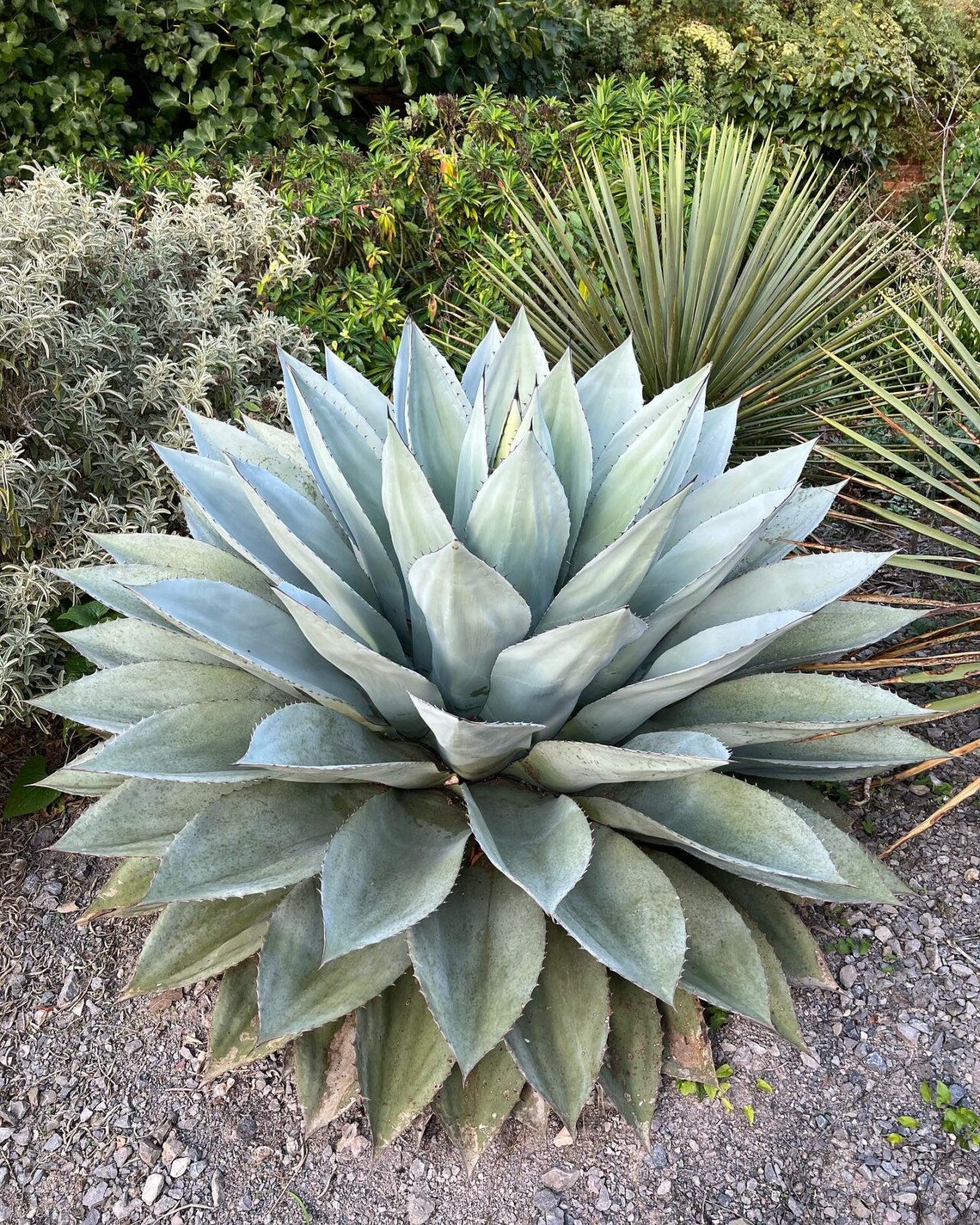 Agave ovatifolia Pan Global Plants